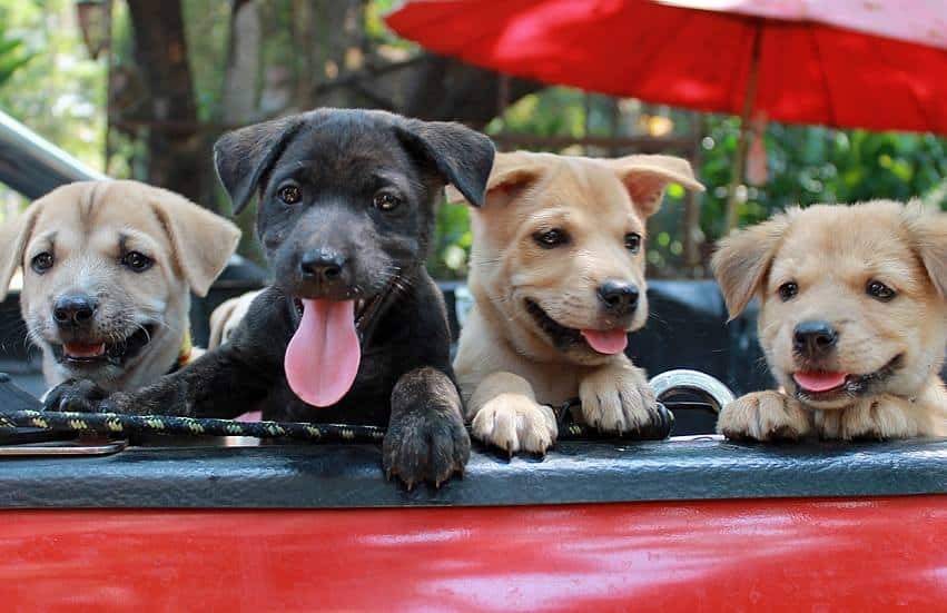 wvs care for dogs